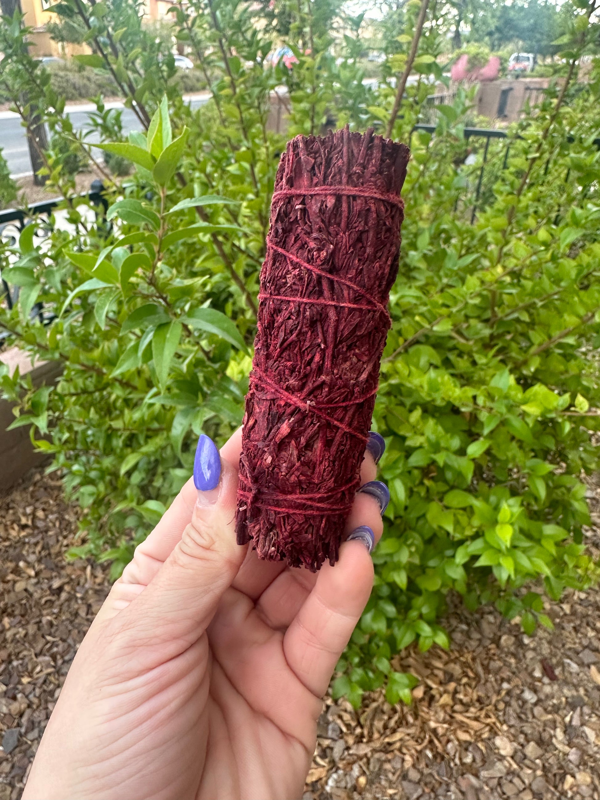Dragonsblood Sage